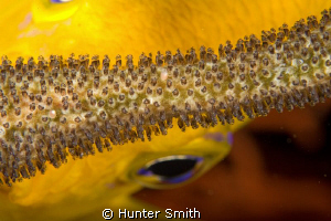 Damsel protecting eggs, D700 in Ikelite, twin Ikelite str... by Hunter Smith 
